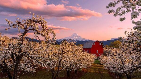 Blossoming, Oregon  by Rick Lundh