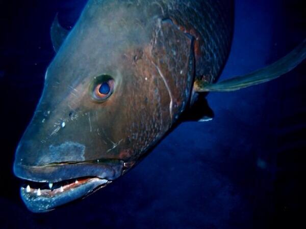 Fab ! @LawrenceisStern Under where? not sure yet, but #scubadiving soon on #bonaire #reef today.