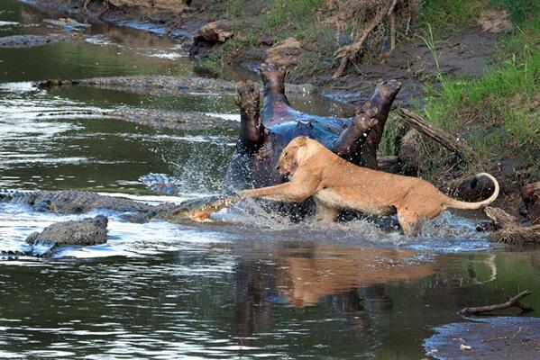 TheSun's tweet photo. Rumble in the jungle...
Amateur photographer snaps lion fighting a crocodile for a dead hippo: http://t.co/U0v5ATvNph http://t.co/Vf0gtknEfX