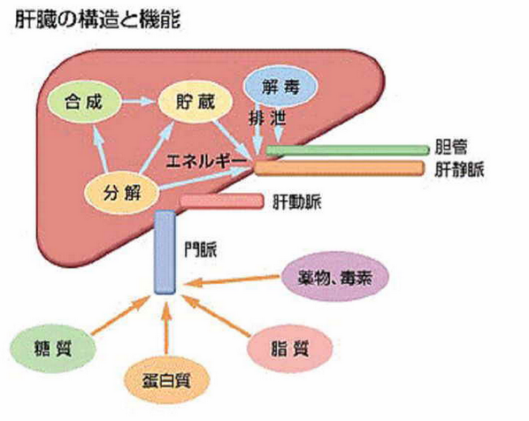 Uzivatel ゴロ 解剖生理イラスト Na Twitteru 肝臓の機能と構造 T Co Lb7icpqxzp
