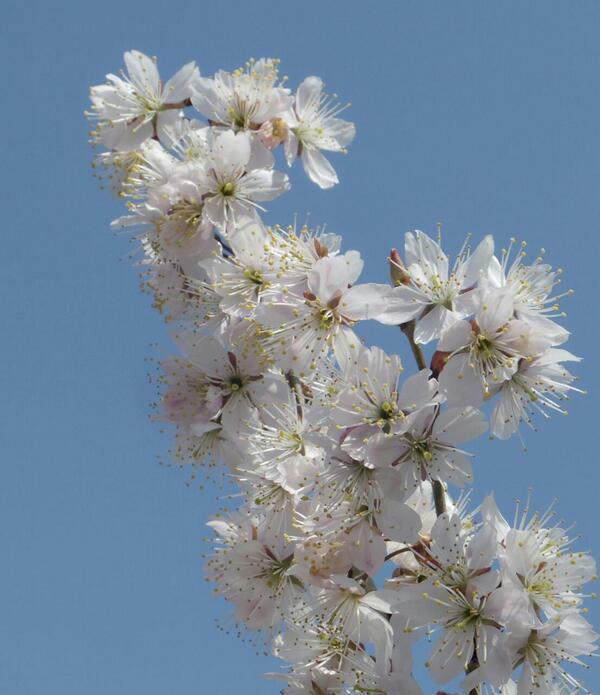 Monsieur 11 庭にある さくらんぼ は 桜桃 おうとう とも呼ばれ 植物学的には セイヨウミ ザクラ 西洋実桜 Prunus Avium なので 桜には違いないらしい も花 Http T Co Aiqj7no7kz