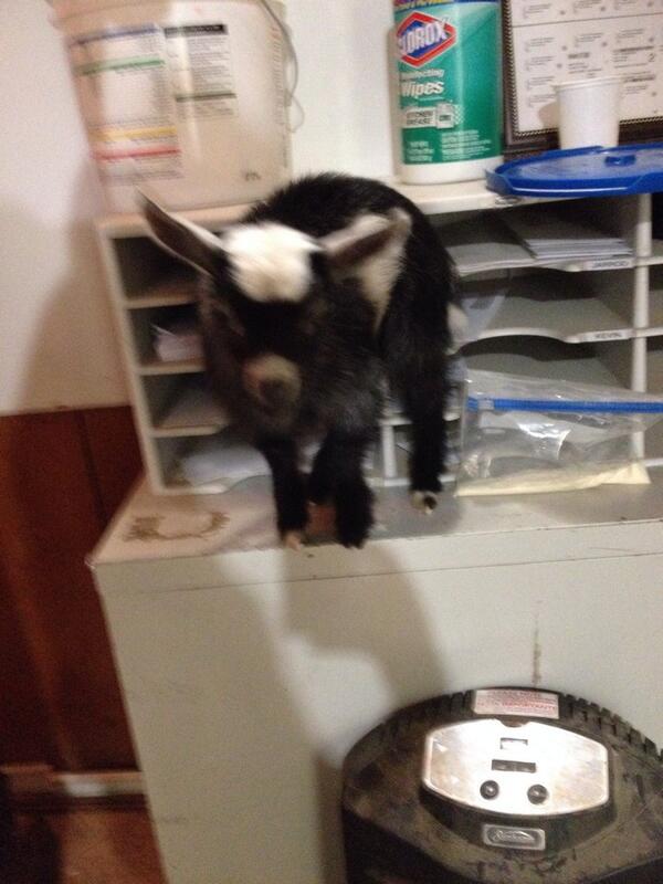 jdarby1031's tweet image. I think she was hungry... Got up there all on her own...
#zookeeperproblems #sillygoat