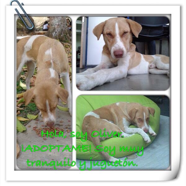 pshccs's tweet image. #Adopta "@ukulele06: "Estoy en la USB necesito Tmporal o Dfinitivo, en riesgo d ser envenenado http://t.co/UWWon1wkQS" @protectoraASN