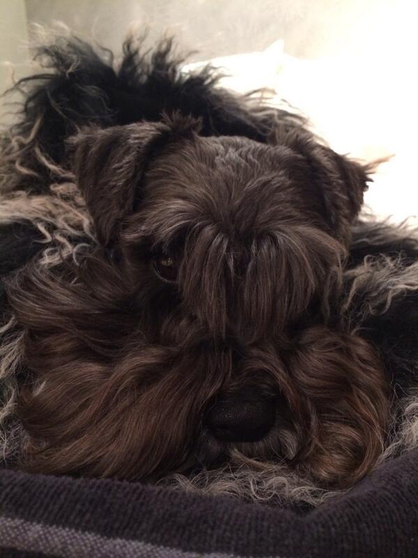vickyburdett's tweet photo. @rosiekelly21 you can have sexy pup whenever you want! Myla loves her Aunty Rosie http://t.co/Ovodyfoay9