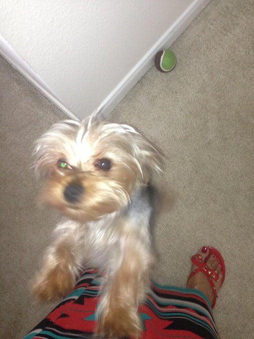 My lil nigga Ace 🐶🐾 http://t.co/UiU2S6O8op<a href="/tag/traphouseflow"class="tags"><span>#traphouseflow</span></a><a href="/tag/holidayhohoho"class="tags"><span>#holidayhohoho</span></a>