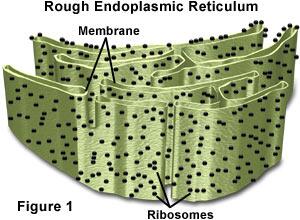 RoughERKHS's tweet photo. Check out my attractive ribosome studs! It’s no wonder I’m such a popular organelle. #organelleelectionkhs2014 http://t.co/kQxWm8TCUV