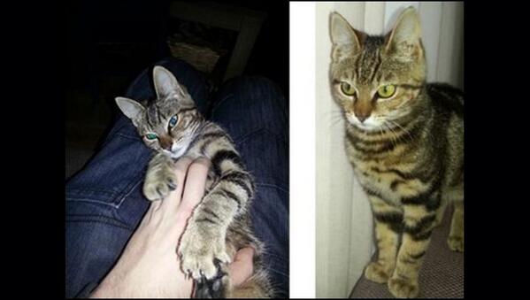 De_HerenigingGE's tweet photo. VERMIST: KAT PHOEBE poes, cypers #VORDEN #GE Kerspel #DHver 19/3/14 https://t.co/Hz47xCi7ql http://t.co/OZOadC4RcA
