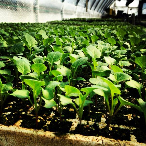 TheFarmerSays's tweet photo. Broccoli is growing strong at Langs Greenhouse #CSA http://t.co/OAmjYHTS5h