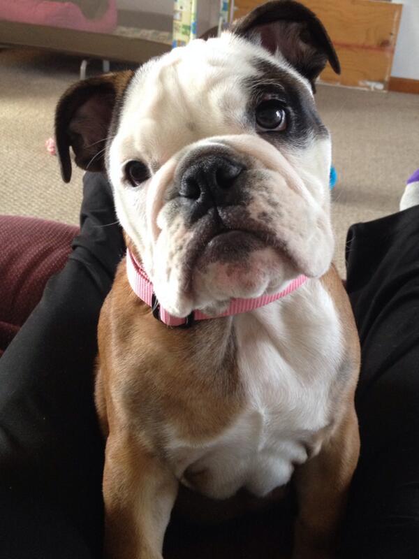 AbbyJoReed's tweet photo. Someone is mad at me because I'm studying and not paying attention to her...but I won't mention any names 😉 http://t.co/Ls5rzAUdX5