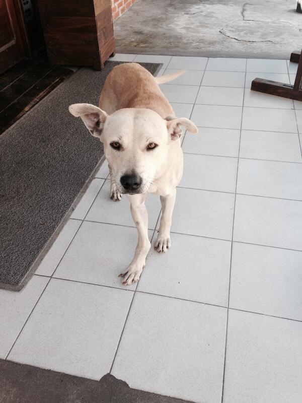 BianqaJagger's tweet photo. Encontré este perrito en #gualeguaychu esta en la puerta de la parrilla La Paisanita RT @floppytesouro http://t.co/hmRhSheU0P