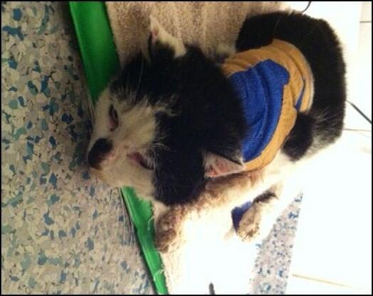 DE_HERENIGING's tweet photo. GEVONDEN: KAT ongec. kater, gewond aan nek #UTRECHT #UT Zilvergelstraat  #DHgev 20/3/14 https://t.co/sth8ERvQUK http://t.co/GgA3k6PcvZ