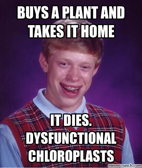 CENTRALVACU0LE's tweet photo. Chloroplasts... #organelleelectionKHS2014 http://t.co/zkT5mD462U