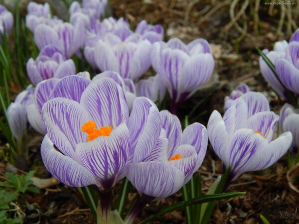 Tapeciarnia_pl's tweet image. #Krokusy #Fioletowe #Paski #Wiosna #Wallpapers #Tapety #na #Pulpit  
 
Pobierz: tapeciarnia.pl/200964_krokusy…