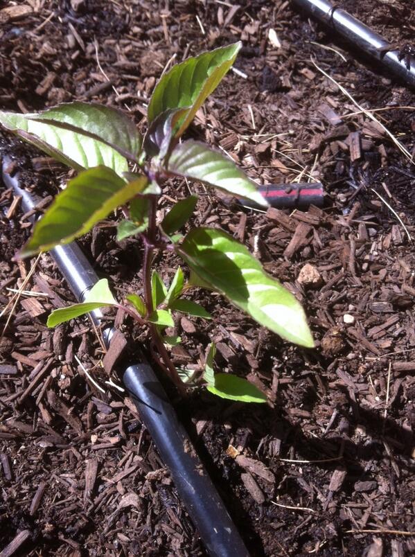 BCGCproject's tweet photo. Spring is here and the plants are going into the ground today! http://t.co/F6XIBcpJHZ