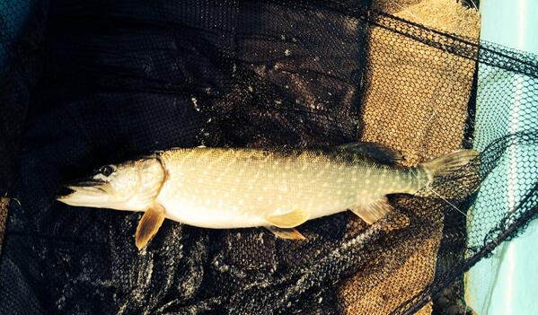 Jethro Binns tweet media