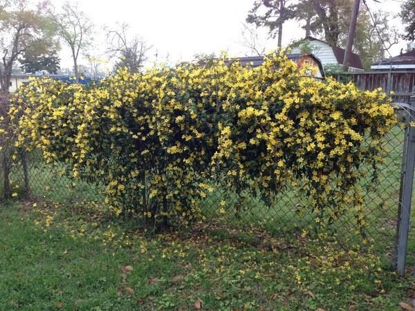 <a href="/NPRBees/">NPR Bees</a> Houston has Spring!