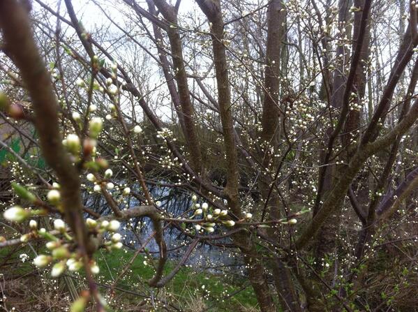 #Frugttræerne er ved at springe ud i #Permahaven #Gulereer. Så er der mad til #bierne!