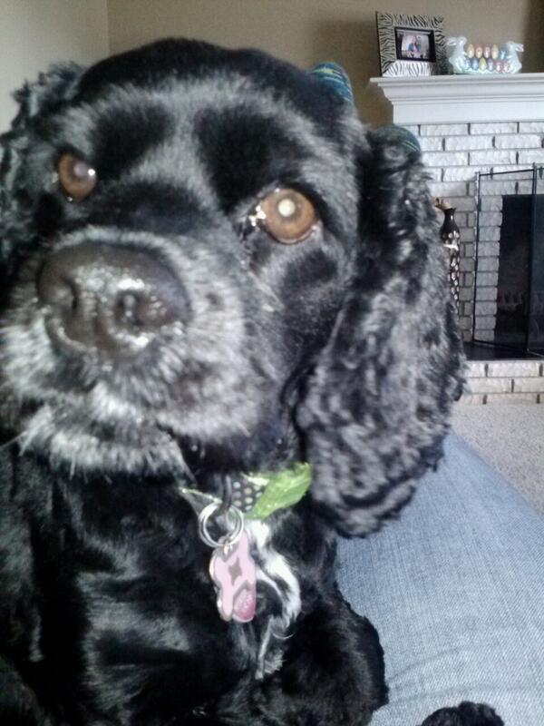 KatelynWMU's tweet image. Cuddling with Nola girl on a Sunday afternoon. She is helping me process some big decisions. #doglover #PhDthoughts