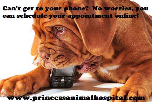 PahKingston's tweet image. #princessanimalhospital #onlineappointments #phonetrouble