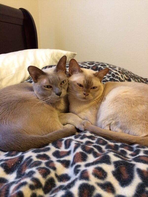 We is Burmese, if you please.