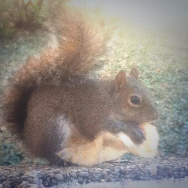 LSU_Squirrel's tweet photo. “@nialloliver: @LSU_Squirrel Are you eatin doe? http://t.co/4ud9mr9AaL” #cantstopwontstop #eatinalldayerryday