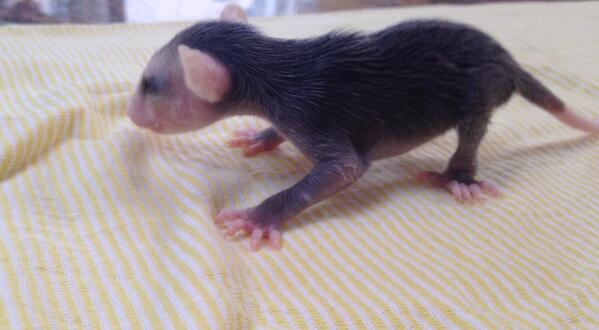 wildresq's tweet photo. Ther r angels! A vry spcl lady saw 2 tiny baby possums crawl out of a dead mama's pouch, she is now caring for them! http://t.co/1Vbhu56fU9