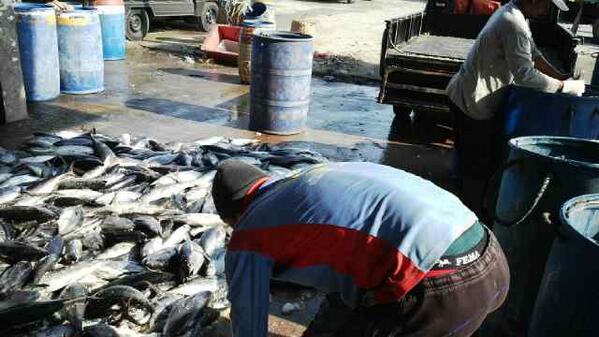 info_brondong's tweet photo. Proses jual beli  ikan tongkol di pelabuhan perikanan kranji kecamatan paciran http://t.co/uAojxT0ded