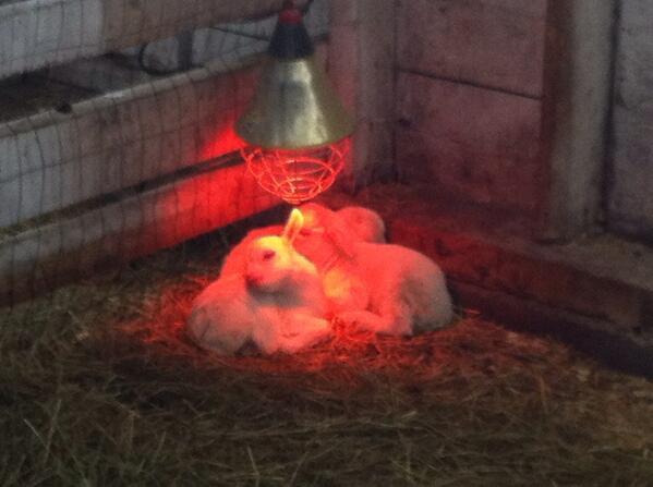 Enjoyed a brisk day <a href="/FermeProulxFarm/">Ferme Proulx Farm</a> today #ottawa my favourite part ..... Baby goats!