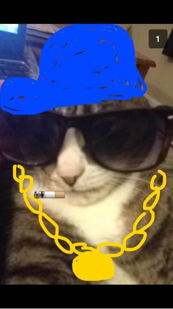 danikabutler's tweet photo. Coolest cat around #sundaynightdarts http://t.co/FJSBelkcR2
