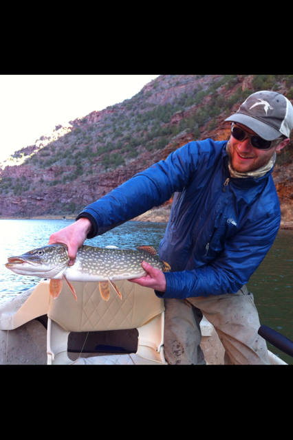chrishanso's tweet photo. 2014 fishing season was off to a slow start for me. That ended yesterday with a 30" northern on the fly rod. http://t.co/lZamVqy8dF