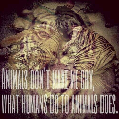 RIYADH PAWS tweet media