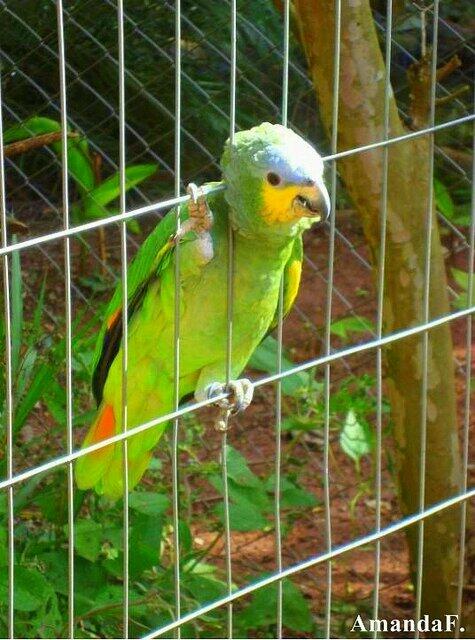 RIYADH PAWS tweet media