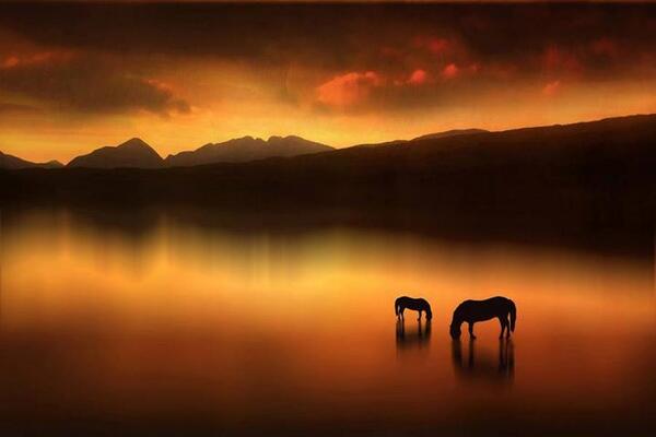 Gabriele_Corno's tweet image. "Horses at Sunset" by Jenny Woodward