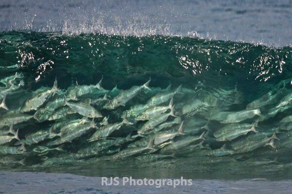 impacttackle's tweet photo. “@iansjamieson: Love this pic from RJS Photographs off FB of 10lb Australian salmon in the surf of WA http://t.co/OeCxUbC95i”amazing photo