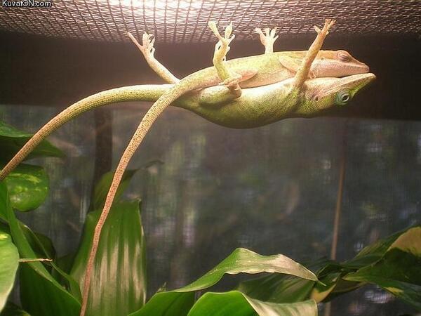 DianneMills's tweet photo. “@ThatsEarth: Male lizard holding up his girlfriend so she can take a nap http://t.co/XehVefMSfH” - naw.. Now that's what I call True Love!