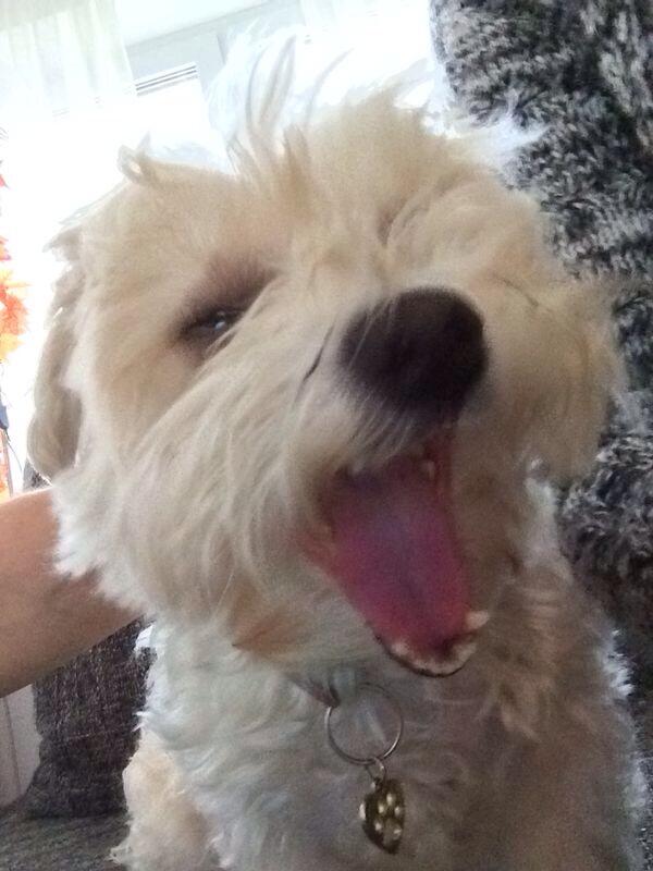 Petra Rieken (@petrarieken) on Twitter photo 