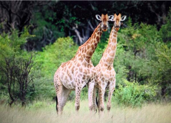 The Safari Brothers are having an awesome time filming in the wilds of Africa :)
