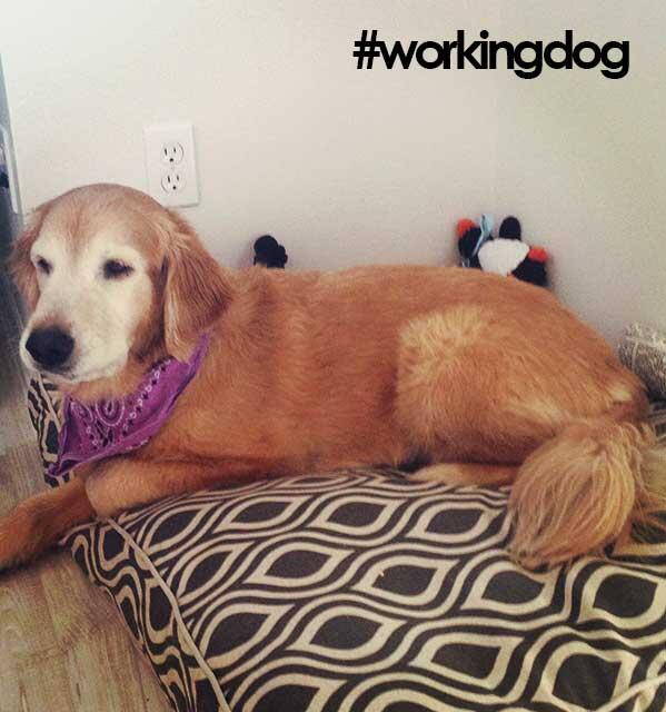 VEHillman's tweet photo. #workingdog is working on a major project @tandemtheoryLLC http://t.co/6EF5rGwoYX