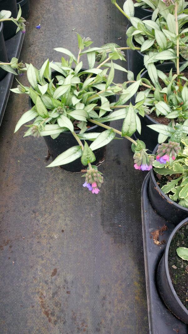 moristarr's tweet photo. Pulmonaria Samurai, violet and pink flowers over silver foliage. Now in the greenhouse! http://t.co/aDt5J66gP7