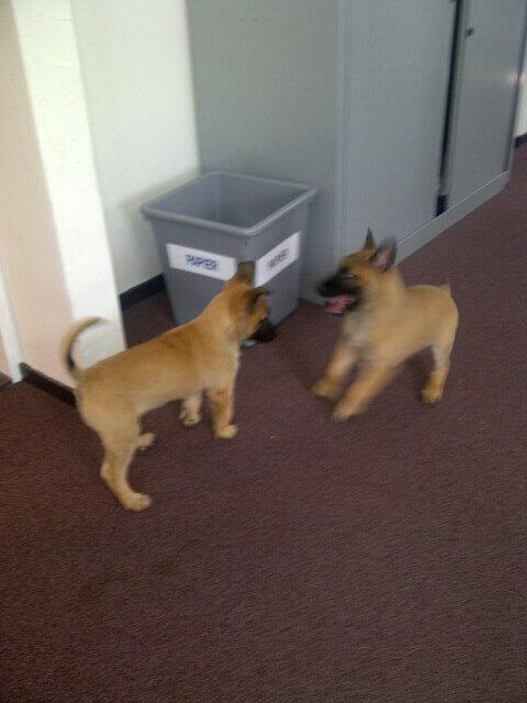 Willem te Braak (@polwwijkhond) on Twitter photo 