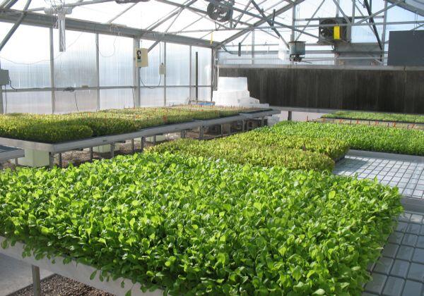 MillsNutrients's tweet photo. Use ULTIMATE PK #hydroponics nutrients for larger and harder #fruits and #flowers .. http://t.co/7OXJWiwjgl http://t.co/U1H0kJdBUu