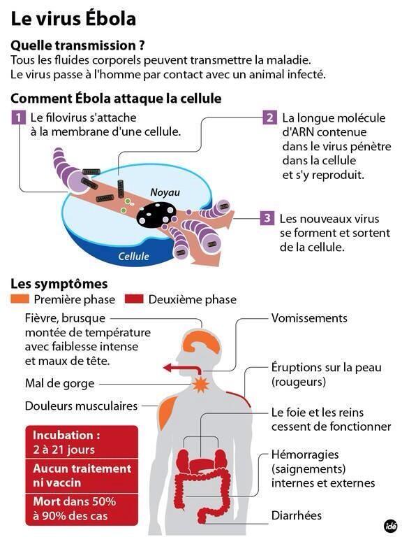 Fièvre Ébola - Afrique de l'Ouest - 2014  BjfTWgvCIAAW0H3