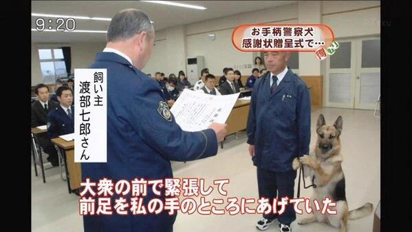 多くの人に見られてしまい？緊張して飼い主の手を掴む警察犬www