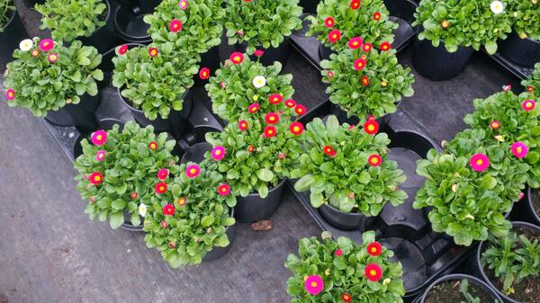 moristarr's tweet photo. Beautiful Bellis http://t.co/JcNLQNIywe