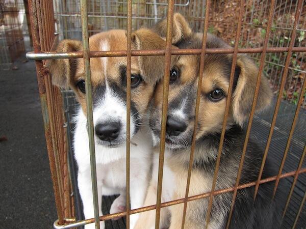 fujisakidoushi's tweet photo. ペットショップで何十万円もする高額な子犬を買わなくても、全国の動物愛護センターには、こんな子がたくさんいます。費用は登録手数料と狂犬病予防の注射代。それと不妊去勢手術代も必要です。血統書がないだけで、まったく同じ真っ白な命です。 http://t.co/knt7NRmwRv