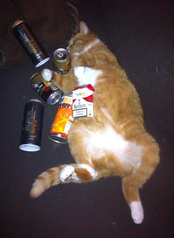 felixvdmarel's tweet photo. @GVerbaan Lijkt wel op die boef van mij:-) Kater met een kater! http://t.co/h3mt3CtAkI