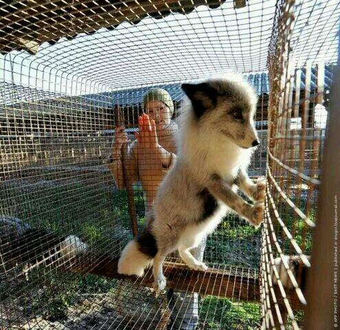 AmyRoseKathryn's tweet photo. Speak out against fur!
1. http://t.co/nbR35KHkw8

2. http://t.co/WCR3Em3NuO

3. http://t.co/XHa3TQVT5y http://t.co/FOBm6MGBys