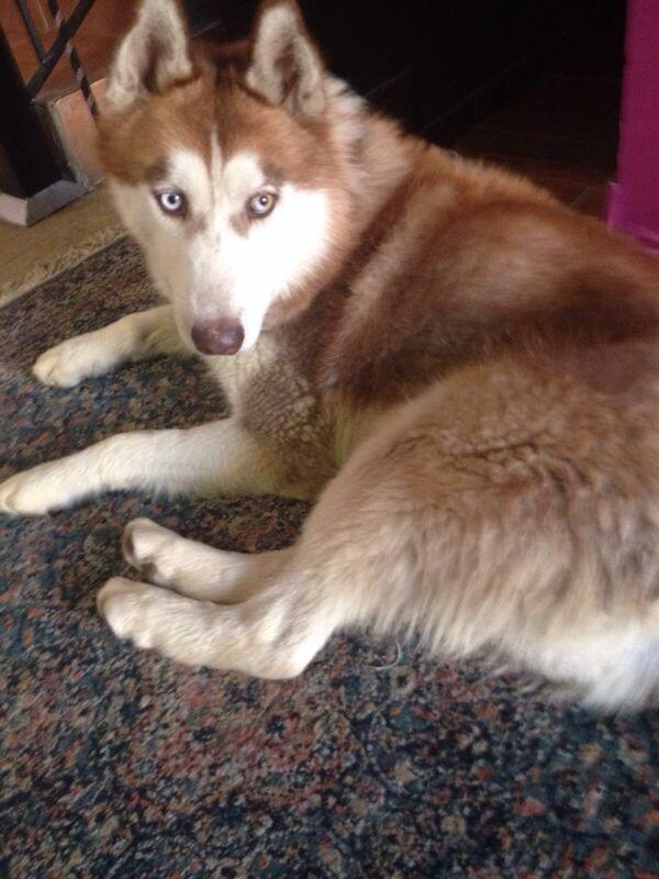 BLXQatar's tweet photo. Hi Doha. We have rescued a beautiful husky found outside Ain Khaled Gate compound. No one has claimed him yet. http://t.co/y0sSWmcWll
