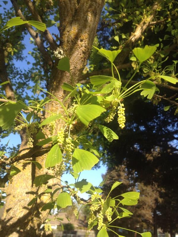 ChrisBorkent's tweet image. The male Ginko biloba are flowering! #spring #ginkophyta #livingfossil