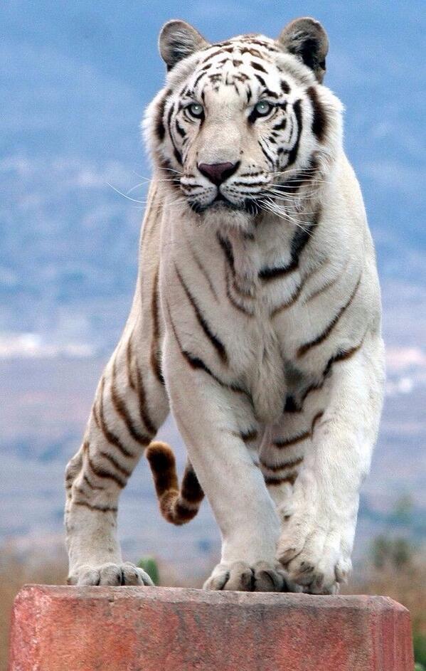 AlwaysAnimal's tweet image. This white tiger is beyond gorgeous.